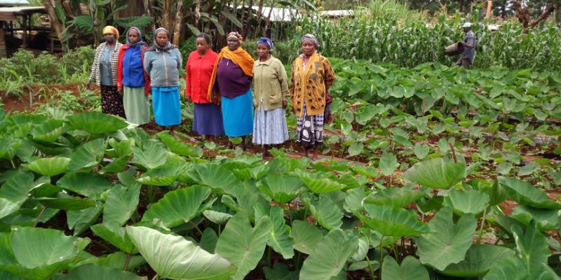 An image of women involved in an agricultural training