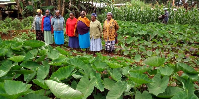 Women farmers standing in their vegetable field