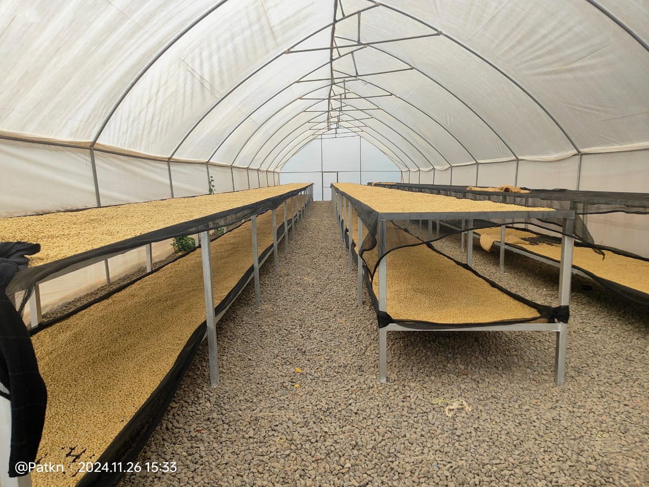 Coffee beans drying on beds inside solar drier