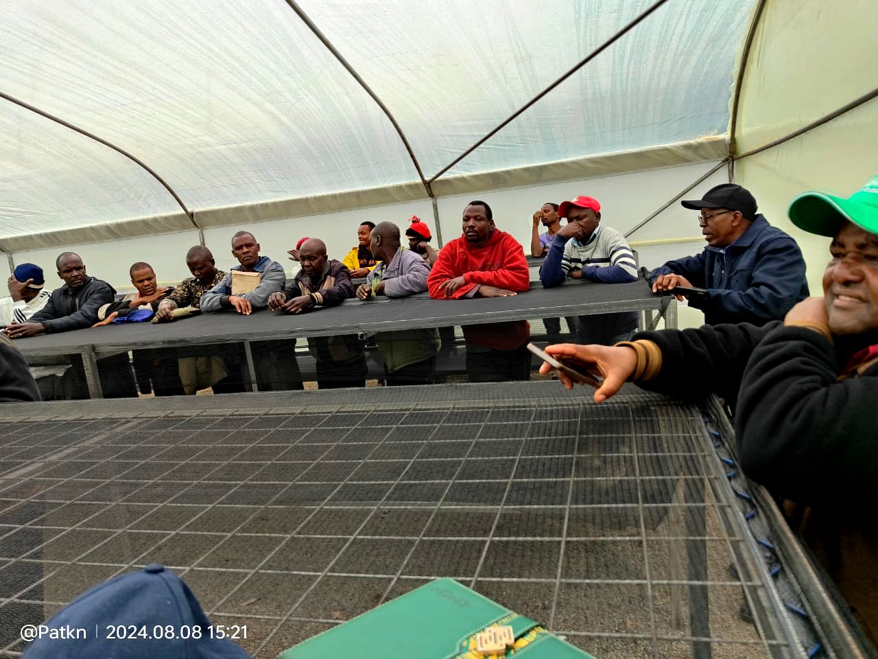 Coffee beans drying on beds inside solar drier